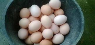 Distinguish between our chicken eggs and industrially bleached chicken eggs