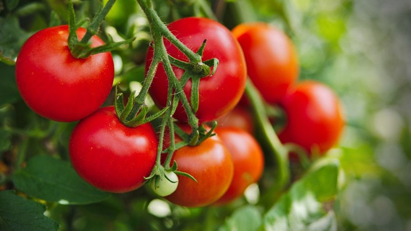 Tomatoes: What are the benefits of eating tomatoes and eating them deliciously?