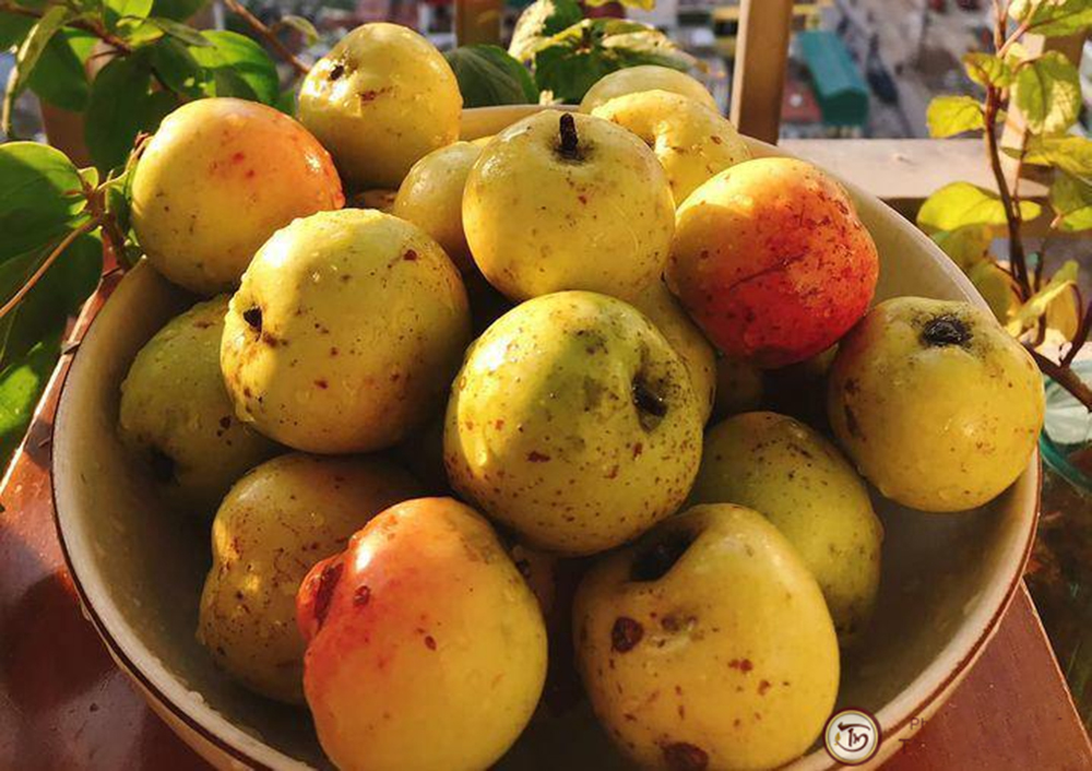 Cat apple - a specialty with the flavor of the Northwest mountains and forests